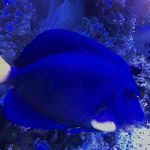 Purple Tang