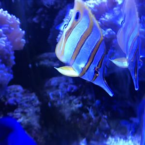 Coperband’s Butterflyfish