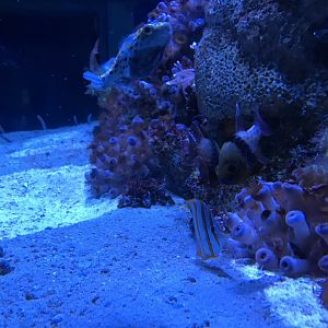 Discovery Bay - Garden Eel & others exhibit.