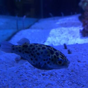 Green-Spotted Puffer
