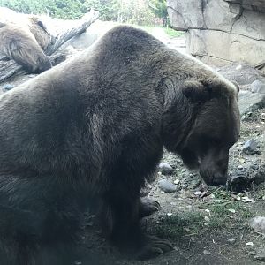 Alaskan Brown Bear