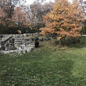Northern Trail - Sichuan Takin Exhibit