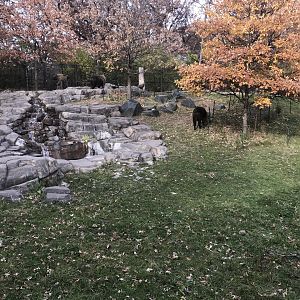 Northern Trail - Sichuan Takin Exhibit