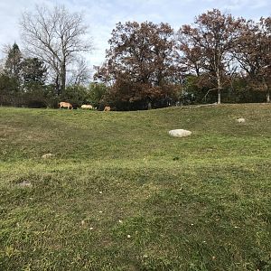 Northern Trail - Pronghorn Exhibit