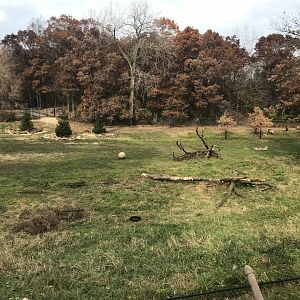 Northern Trail - Renovated Woodland Caribou Exhibit