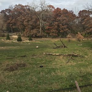 Northern Trail - Renovated Woodland Caribou Exhibit