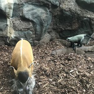 Curious Debraza’s Guenon