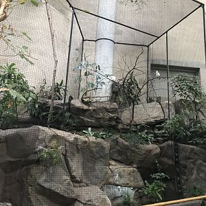 Tropics Trail - Bali Mynah Aviary
