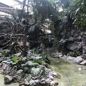 Tropics Trail - Northern White-Cheeked Gibbon Island