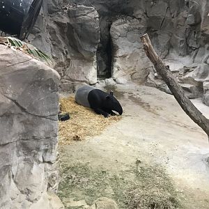 Malayan Tapir