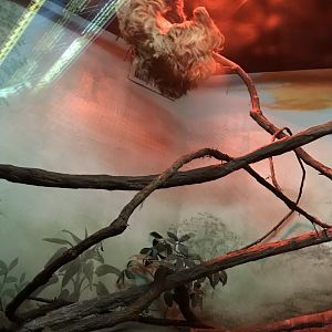 Linne’s Two-Toed Sloth