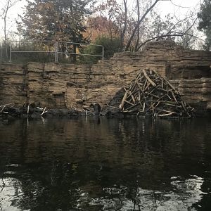 Medtronic Minnesota Trail - American Beaver Exhibit