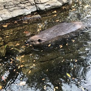 American Beaver