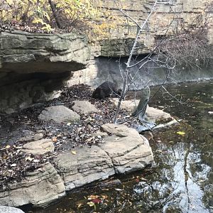 Medtronic Minnesota Trail - American Beaver Exhibit