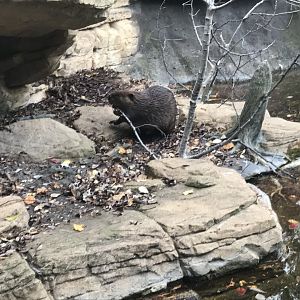 American Beaver