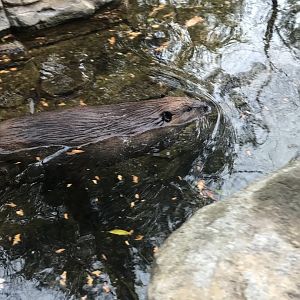 American Beaver