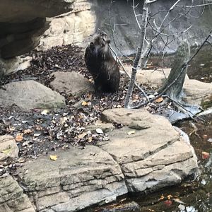 American Beaver