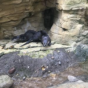 North American River Otter