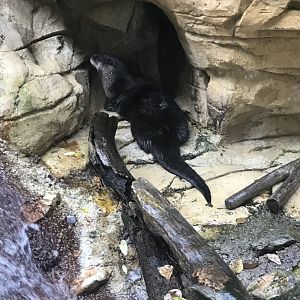 North American River Otter