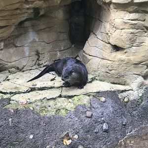 North American River Otter