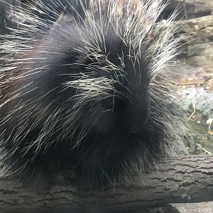 North American Porcupine