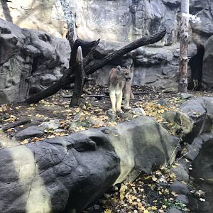 Medtronic Minnesota Trail - Cougar Exhibit