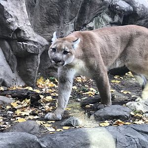 Cougar