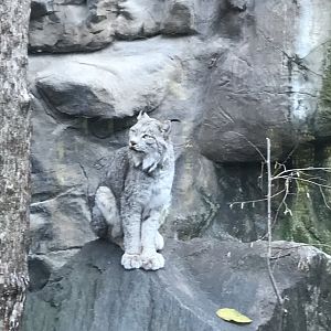 Canadian Lynx