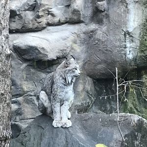 Canadian Lynx