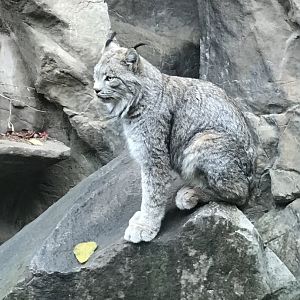 Canadian Lynx