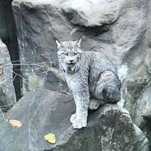 Canadian Lynx