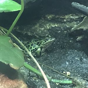 Northern Leopard Frog