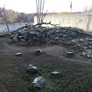 Japanese Macaque Exhibit