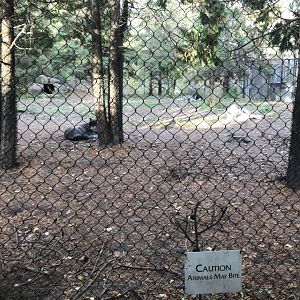 Medtronic Minnesota Trail - Grey Wolf Exhibit