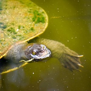 Brisbane River Turtle (Emyduras macquarii signata)