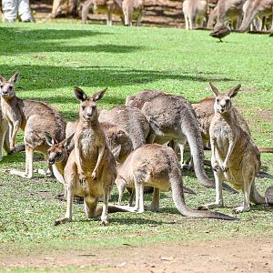 Eastern Grey Kangaroos (Macropus giganteus)