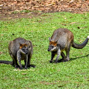 Swamp Wallabies (Wallabia bicolor)
