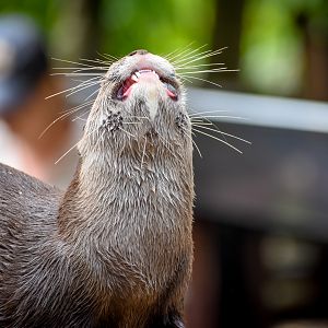Asian Small-clawed Otter (Aonyx cinereus)