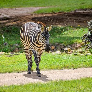 Plains Zebra (Equus quagga)
