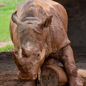 Southern White Rhinoceros (Ceratotherium simum simum)