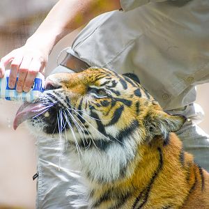 Sumatran Tiger with Milk