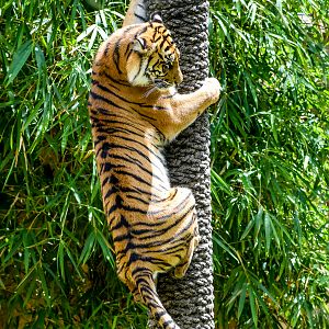 Sumatran Tiger up a Pole