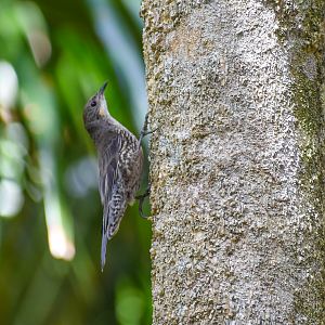 White-throated Treecreeper (Cormobates leucophaea)