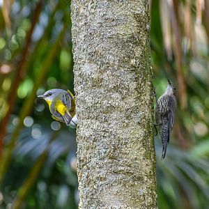 Eastern Yellow Robin (Eopsaltria australis) and White-throated Treecreeper (Cormobates leucophaea)