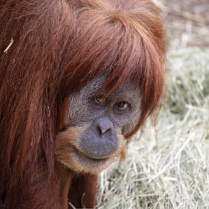 Hybrid orangutan 'Gabby'