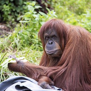 Hybrid orangutan 'Kiani'