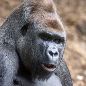 Western gorilla 'Otana'