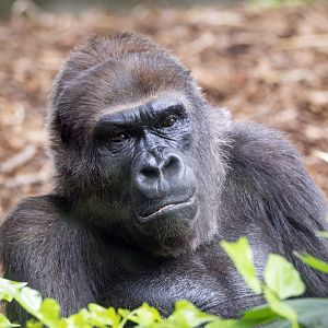 Western gorilla 'Yuska'