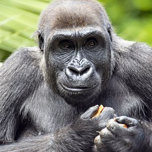 Western gorilla 'Kanzi'