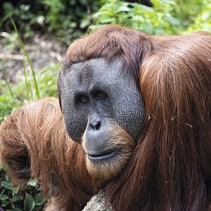 Sumatran orangutan 'Malu'